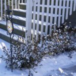 Snow in January